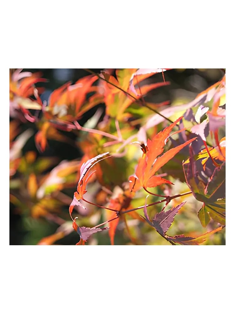 Autumn thumbnail 4