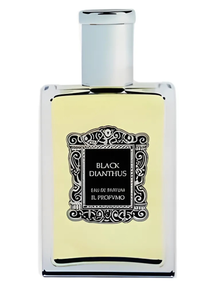 Black Dianthus thumbnail 4
