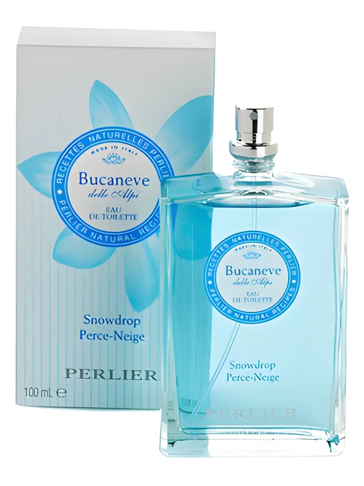 Bucaneve (Snowdrop) thumbnail 4