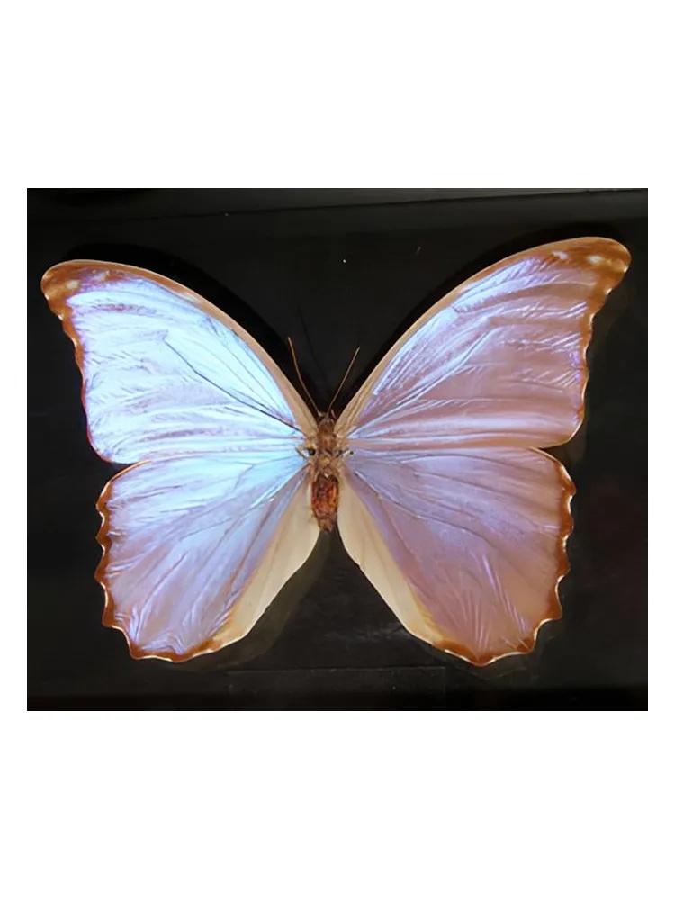 Miniatura 4 de Butterfly