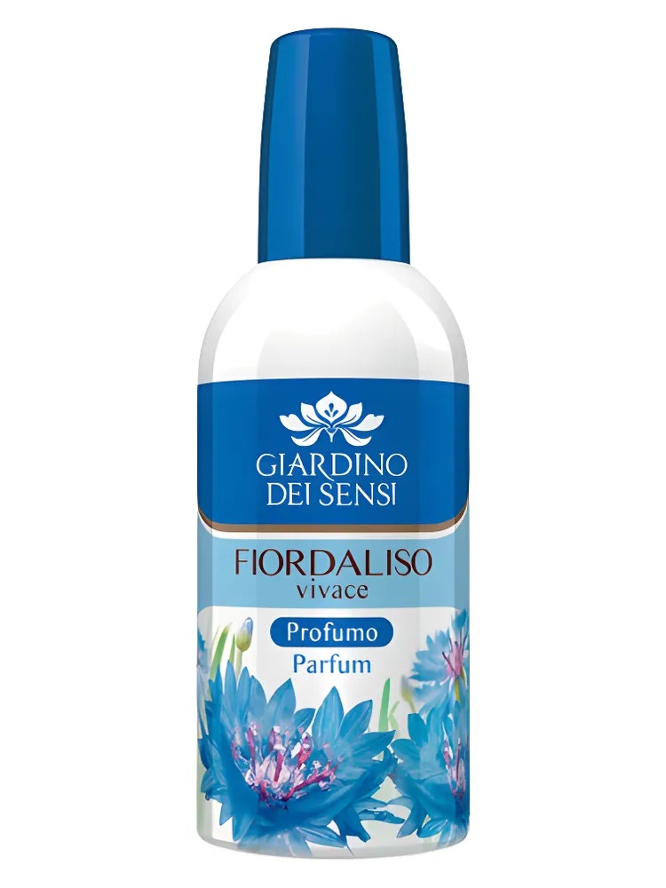 Fiordaliso Vivace thumbnail 4