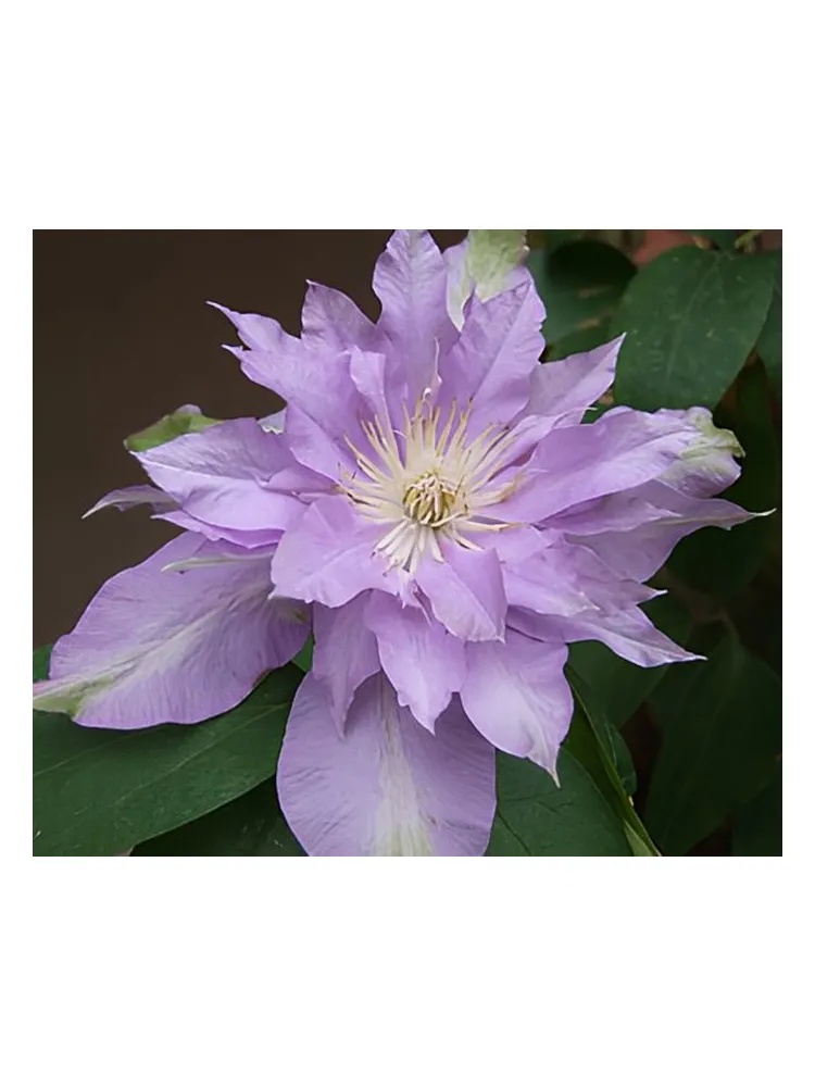 Miniatura 4 de Fleur De Lilac
