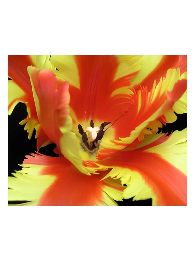 Jezebel thumbnail 4