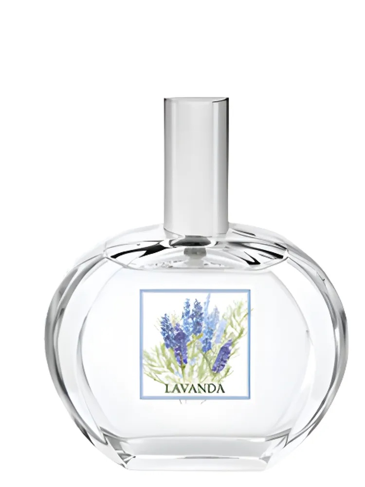 Lavanda thumbnail 4