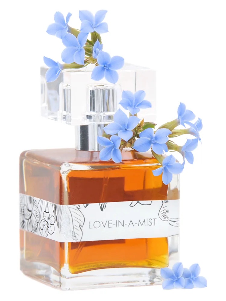 Love-In-A-Mist thumbnail 4