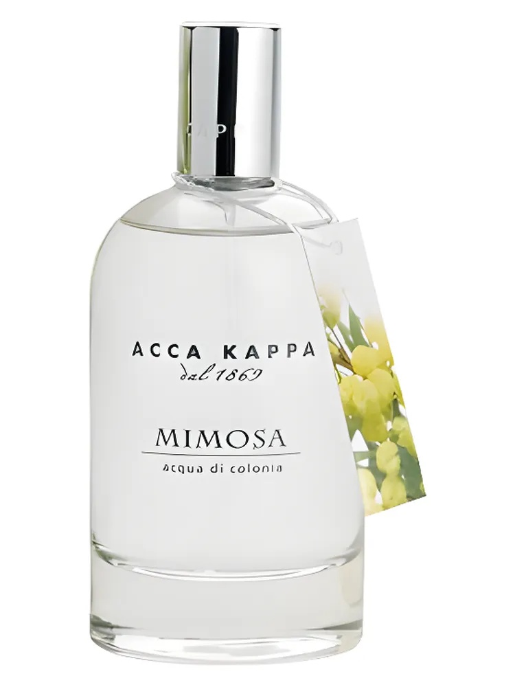 Mimosa thumbnail 4