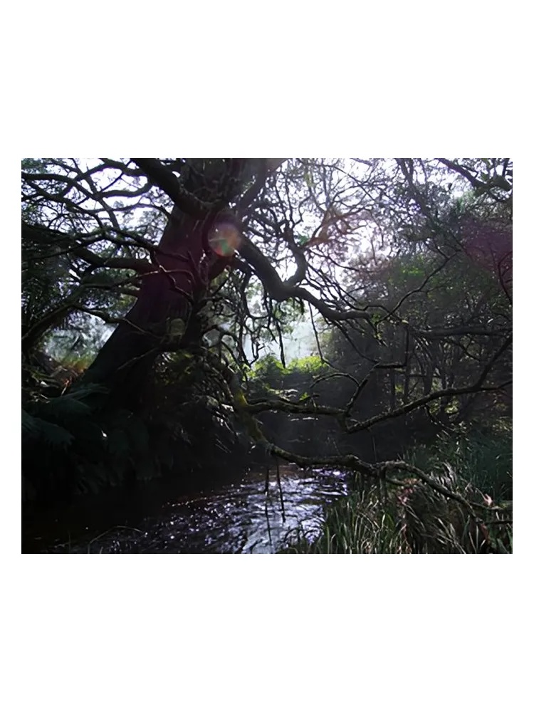 Naiad thumbnail 4