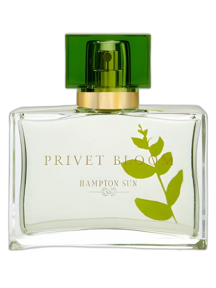 Privet Bloom — Hampton Sun